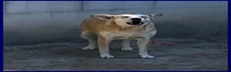 Meticcio cani in regalo: MONA abbaia x vincere la paura a Città Metropolitana di Torino - Annuncio 2