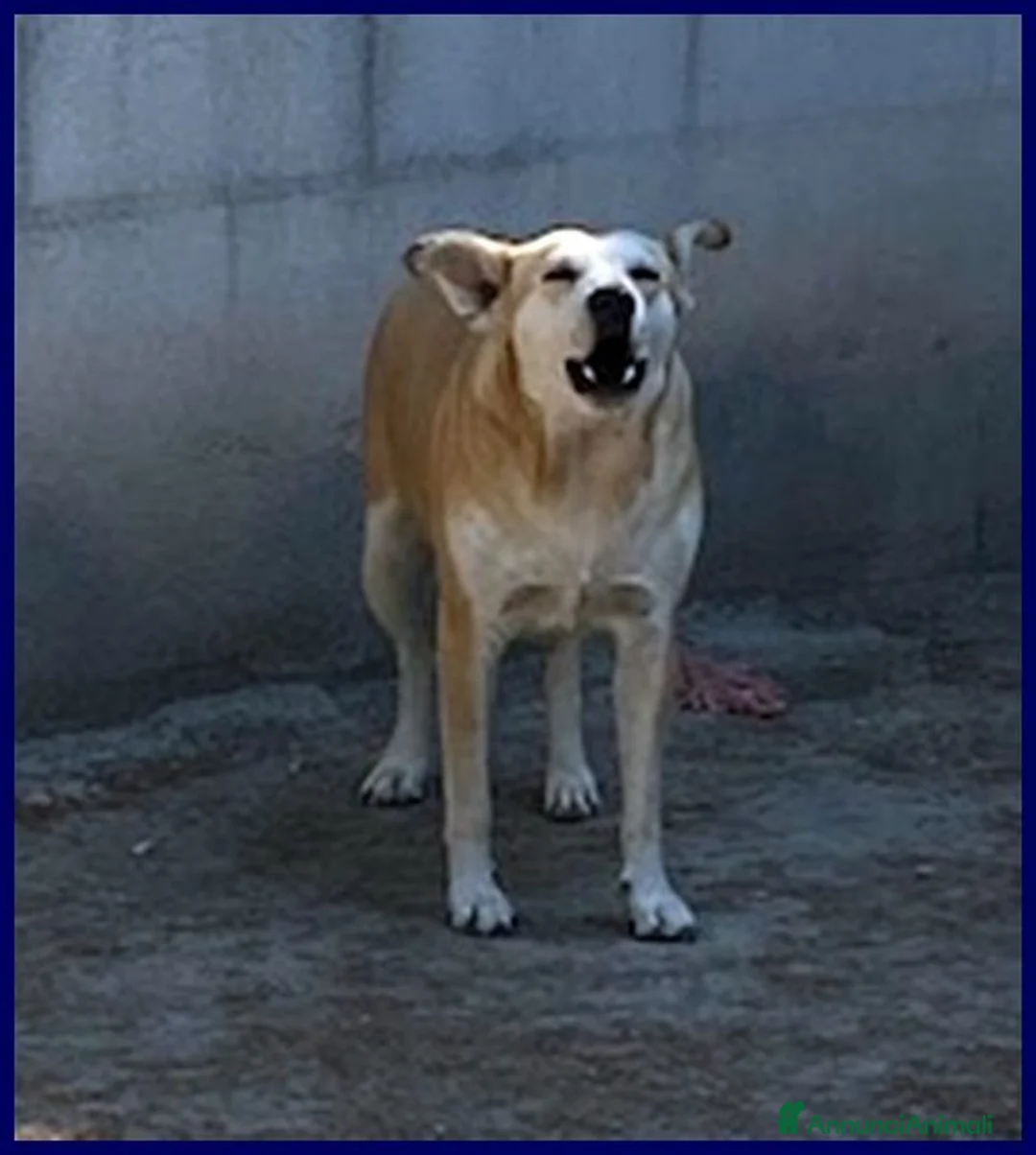 Meticcio cani in regalo: MONA abbaia x vincere la paura a Città Metropolitana di Torino - Annuncio 2