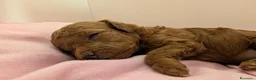 Barboncino Toy cani in vendita: Barboncino Toy con pedigree - Annuncio 3