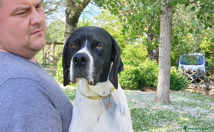 Pointer cani a Città metropolitana di Roma Capitale - Annuncio 1