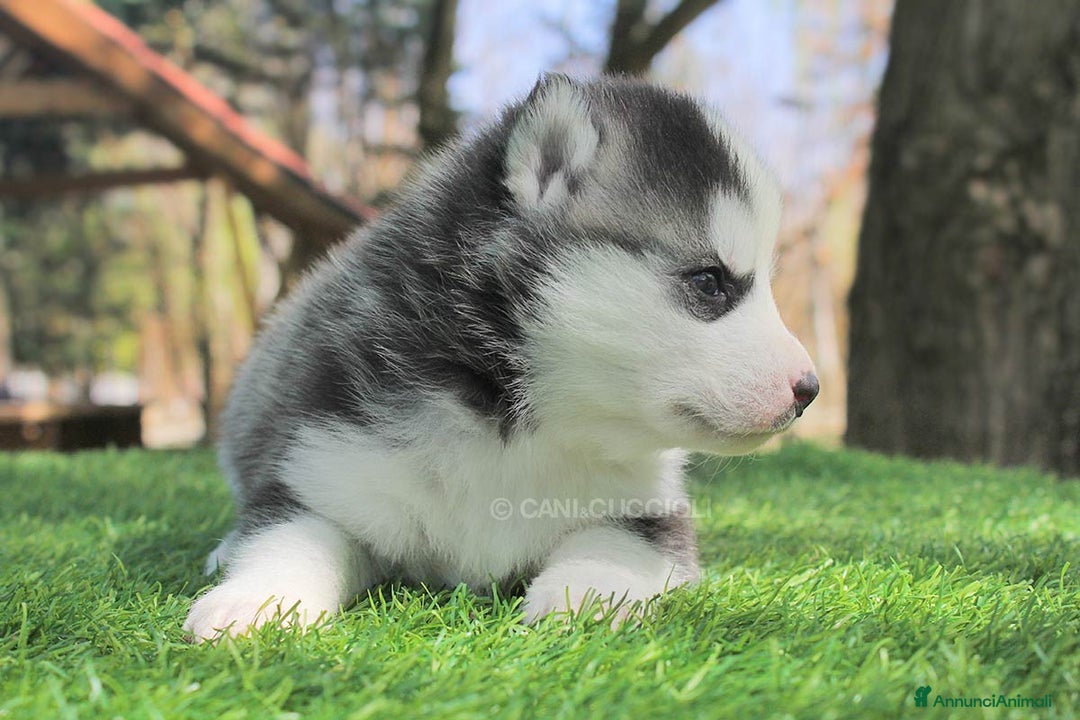 Husky cani in vendita: Cucciolo di Siberian Husky a Provincia di Pavia - Immagine 3