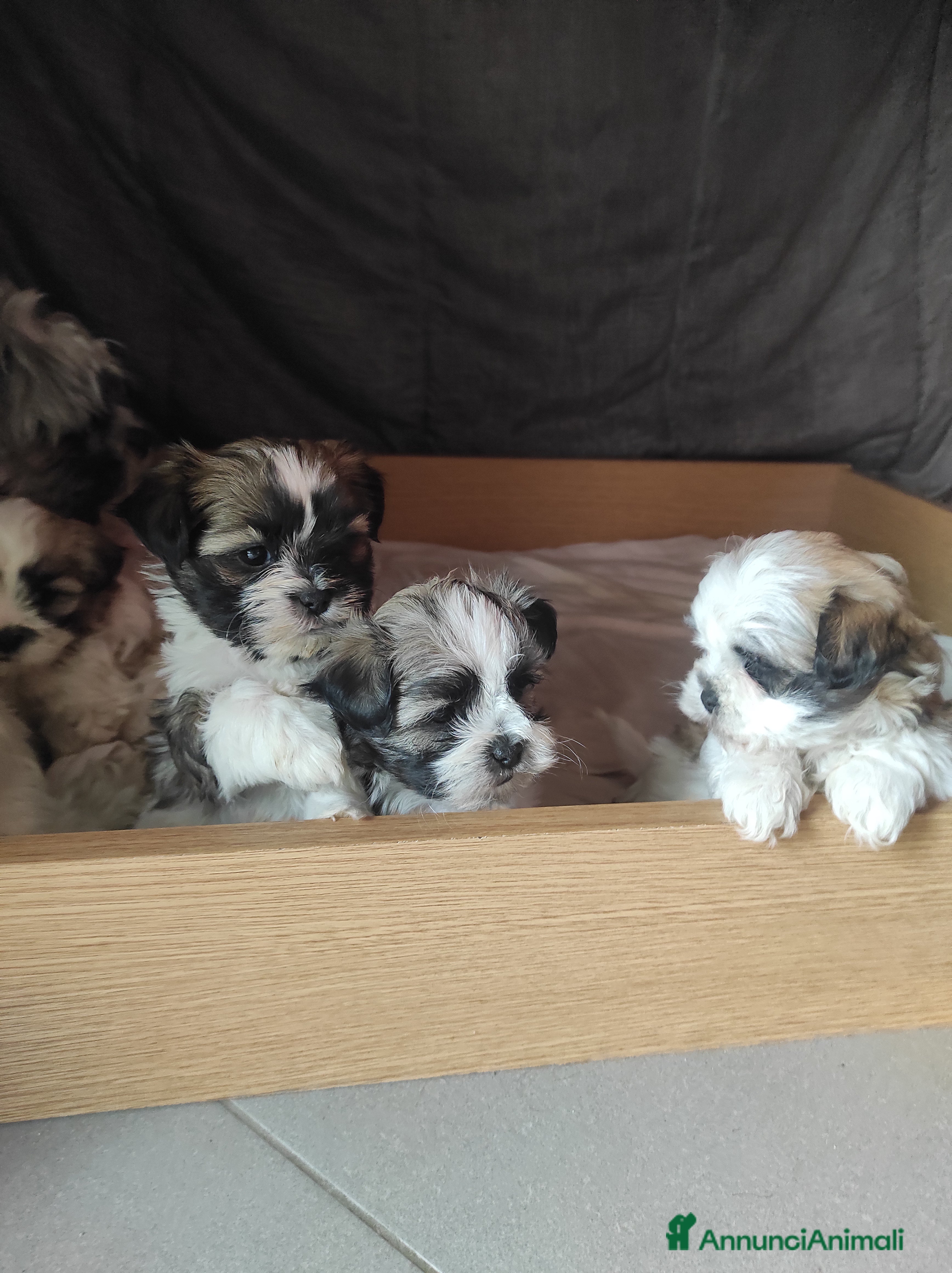 Shih Tzu cani Shitzu  - Annuncio 1