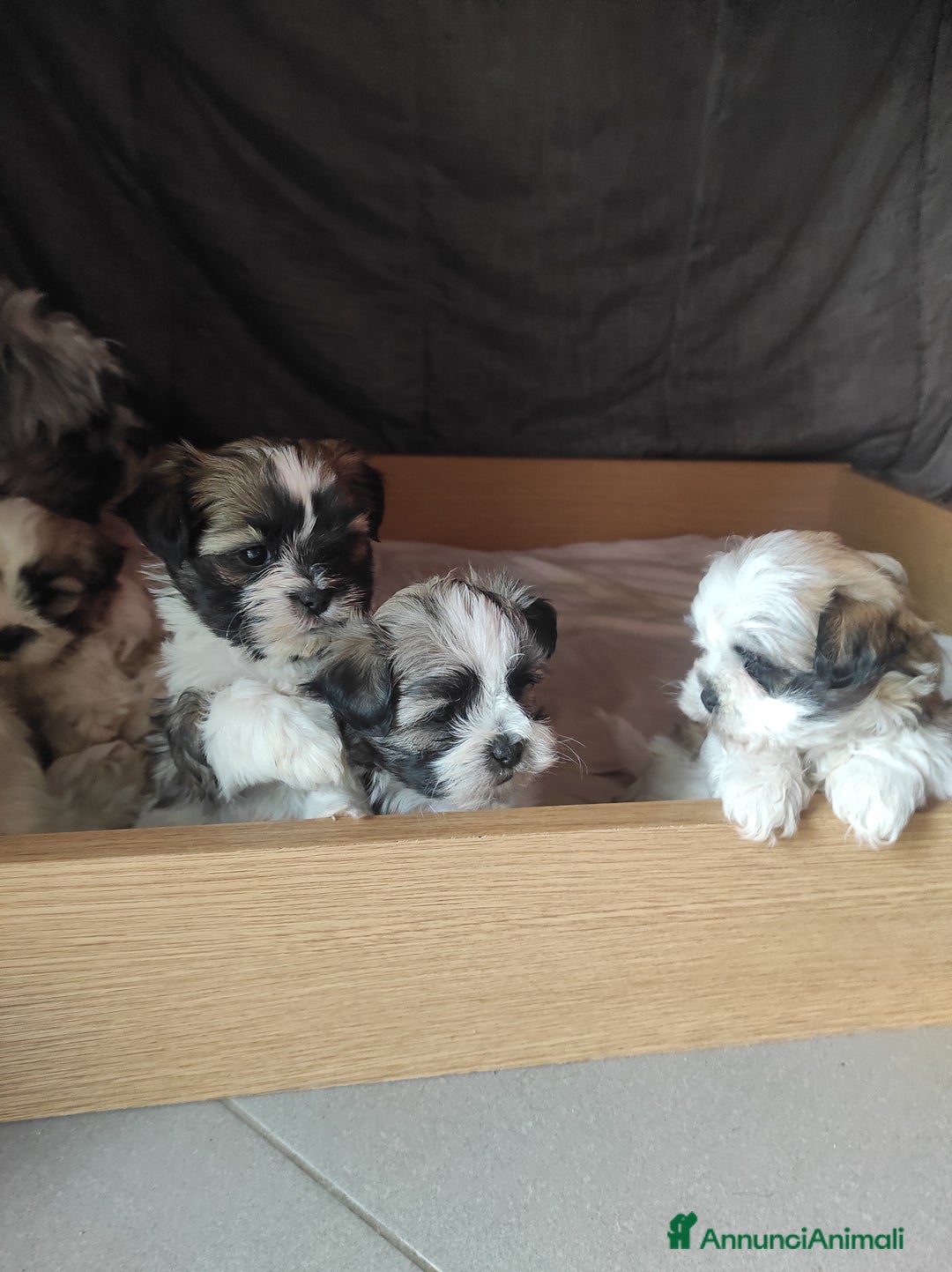 Shih Tzu cani in vendita: Shitzu  - Annuncio 1