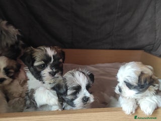 Shih Tzu cani Shitzu - Annuncio 1