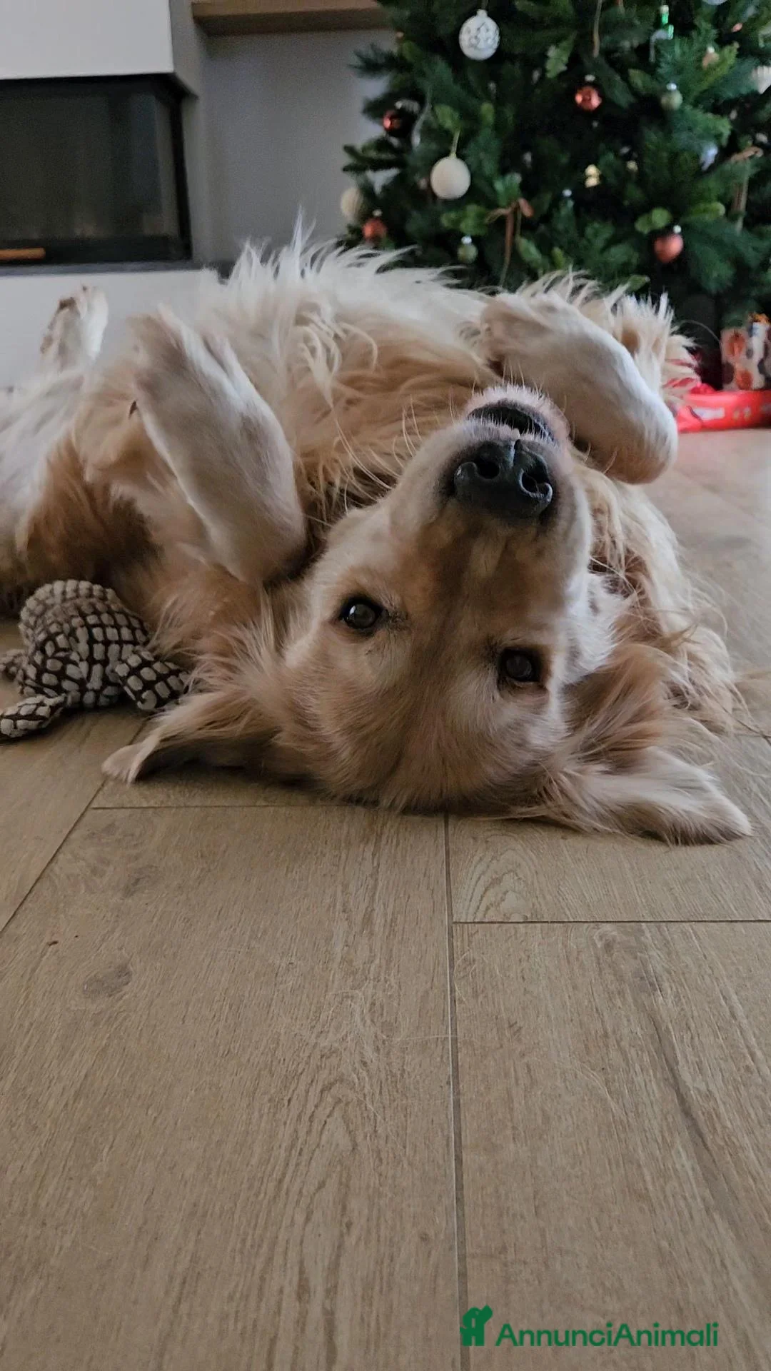 Golden Retriever cani per accoppiamento: Cercasi femmina di Golden Retriever a Provincia di Livorno - Annuncio 5