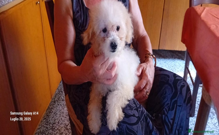 Barboncino Toy cani a Provincia di Cremona - Annuncio 7
