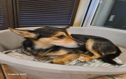 Meticcio cani in regalo: ACHILLE, 6 ANNI, TG PICCOLA, 9.5 KG. a Provincia di Bergamo - Immagine 9