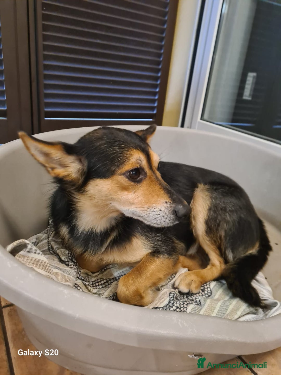 Meticcio cani in regalo: ACHILLE, 6 ANNI, TG PICCOLA, 9.5 KG. a Provincia di Bergamo - Immagine 9