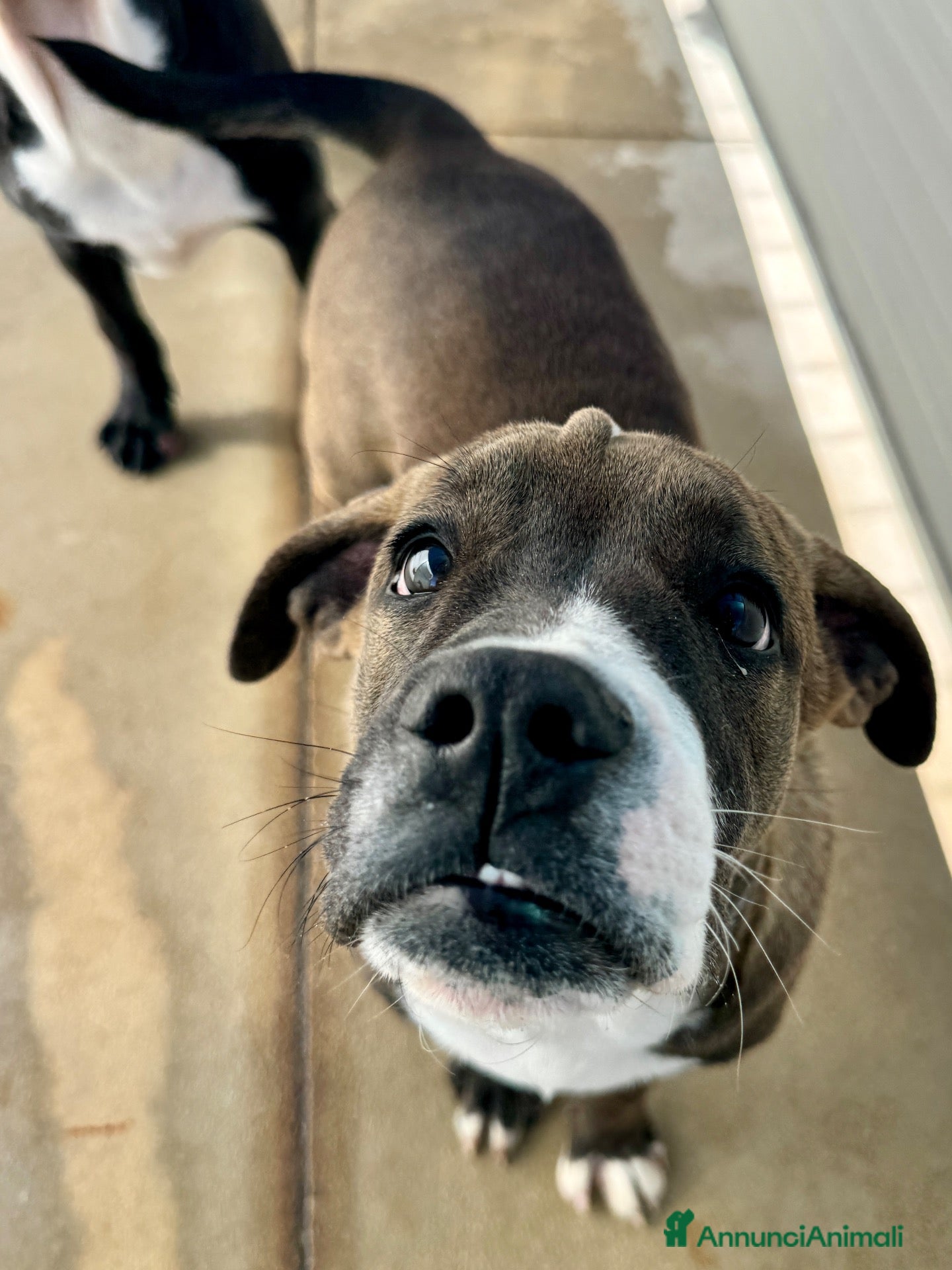 Cane Corso cani SHIVA 5 mesi taglia gigante - Annuncio 1