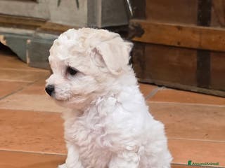 Bichon cani Cucciole di bichon frisè - Annuncio 1