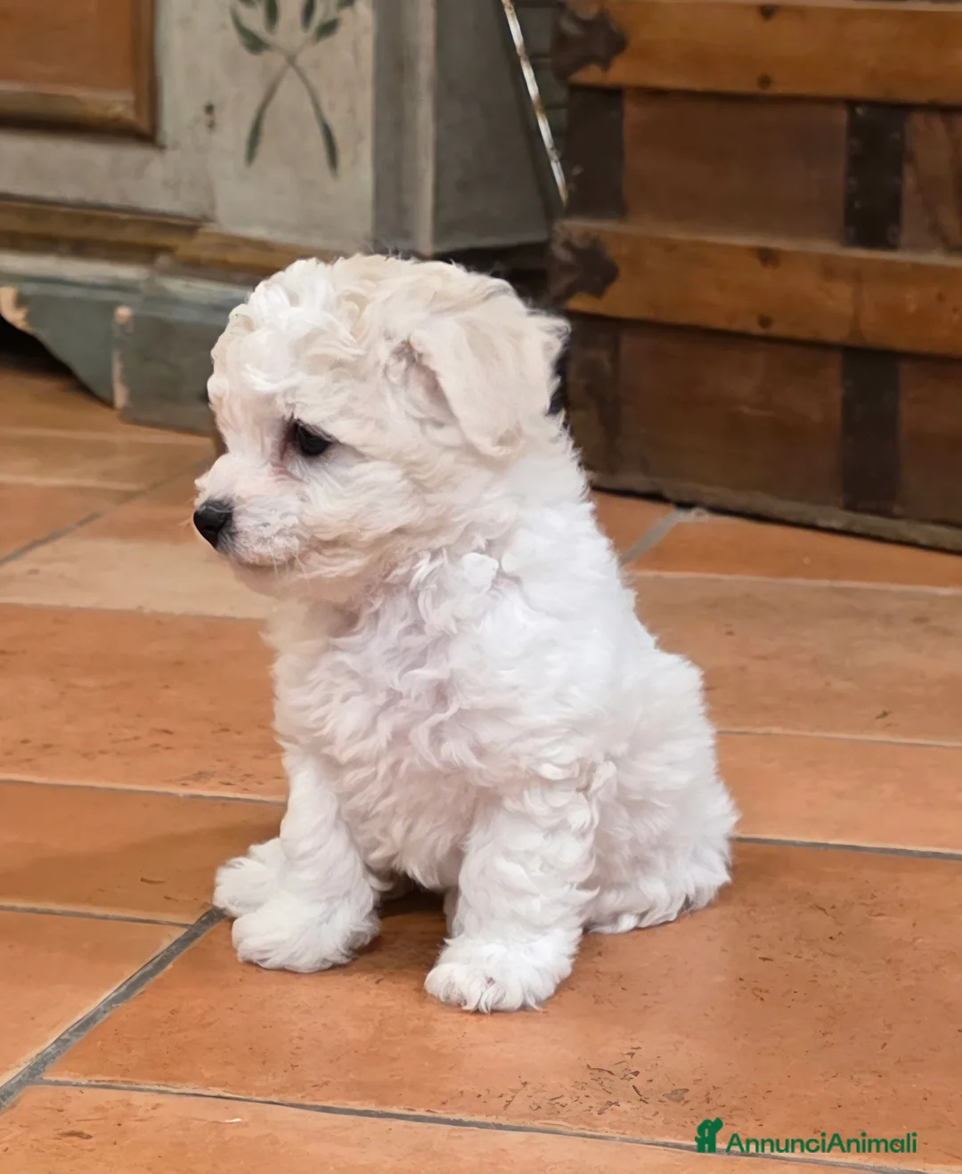 Bichon cani in vendita: Cucciole di bichon frisè  - Annuncio 1