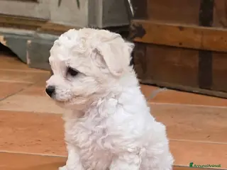 Bichon cani Cucciole di bichon frisè - Annuncio 28