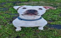 Pitbull cani in regalo: CIRO, PITBULL tanto dolce ma SOLO. a Città Metropolitana di Firenze - Immagine 1