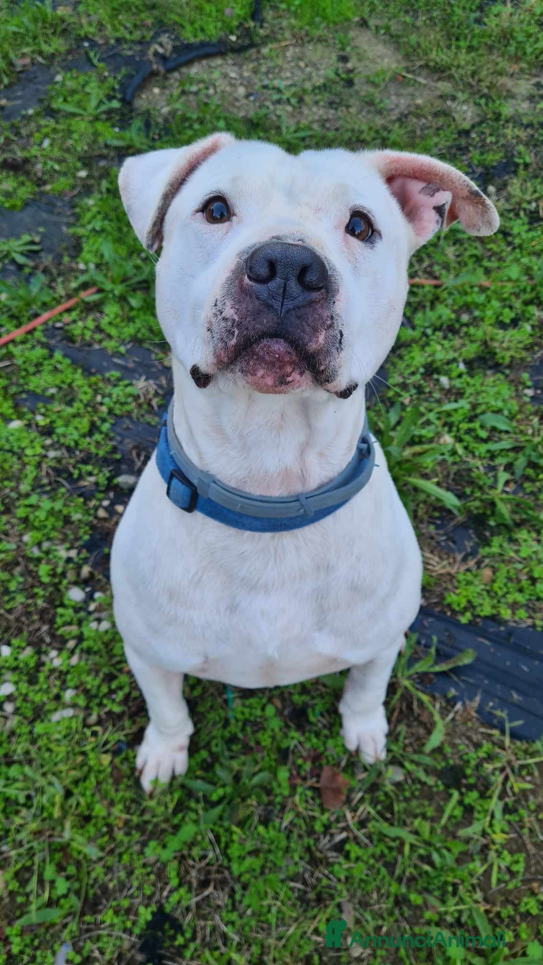 Pitbull cani in regalo: CIRO, PITBULL tanto dolce ma SOLO. a Città Metropolitana di Firenze - Immagine 1