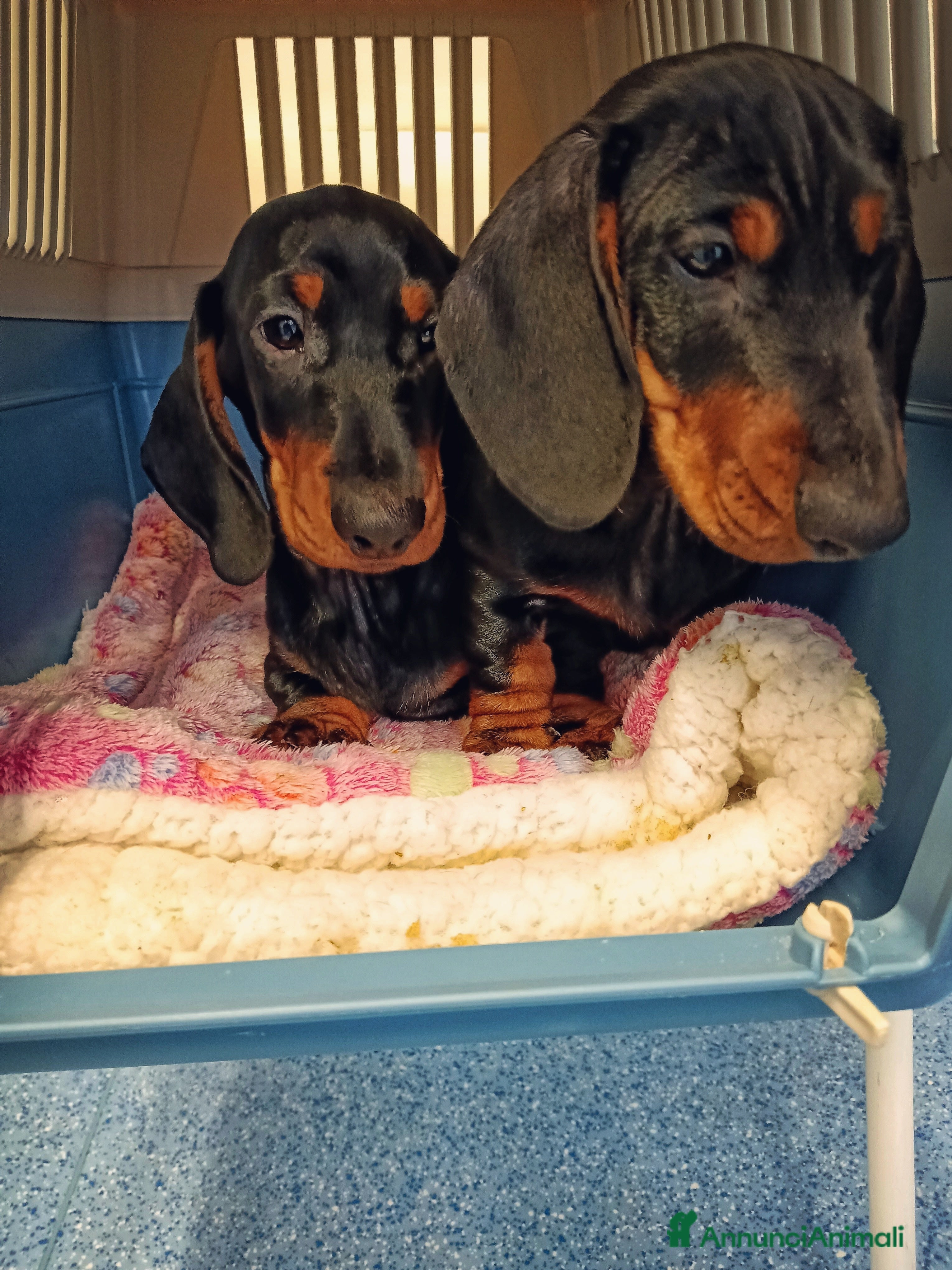 Bassotto cani Bassotti Tedeschi nano-pelo corto-pedigree  - Annuncio 2