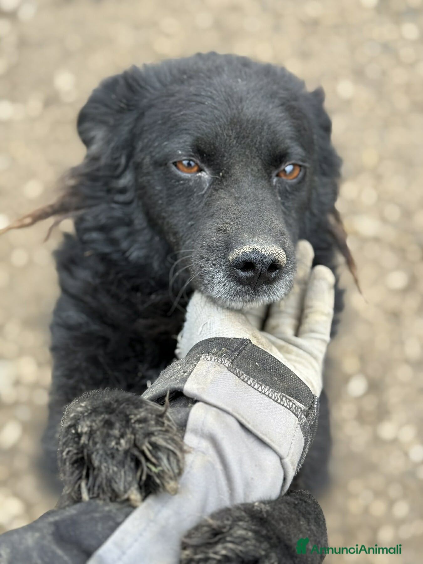 Meticcio cani BARK, cagnolina dimenticata da tutti. - Annuncio 6