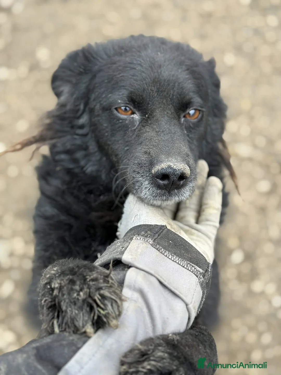 Meticcio cani in regalo: BARK, cagnolina dimenticata da tutti. - Annuncio 1