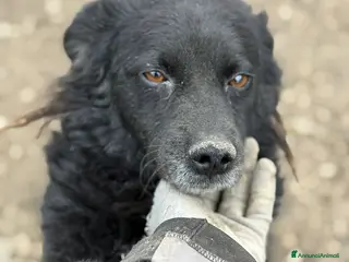 Meticcio cani BARK, cagnolina dimenticata da tutti. - Annuncio 6