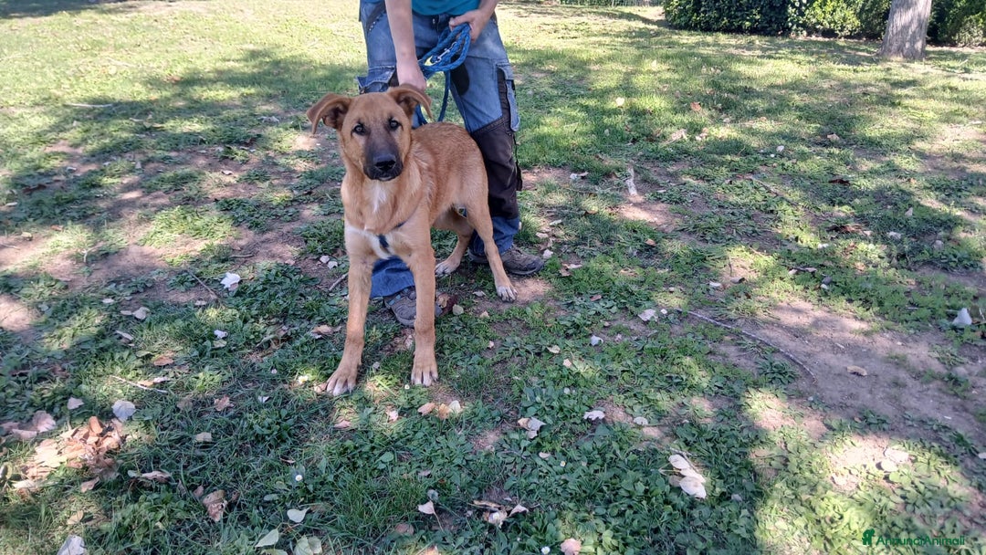 Meticcio cani in regalo: LO SPLENDIDO AKI STA CERCANDO LA SUA CASA - Annuncio 4