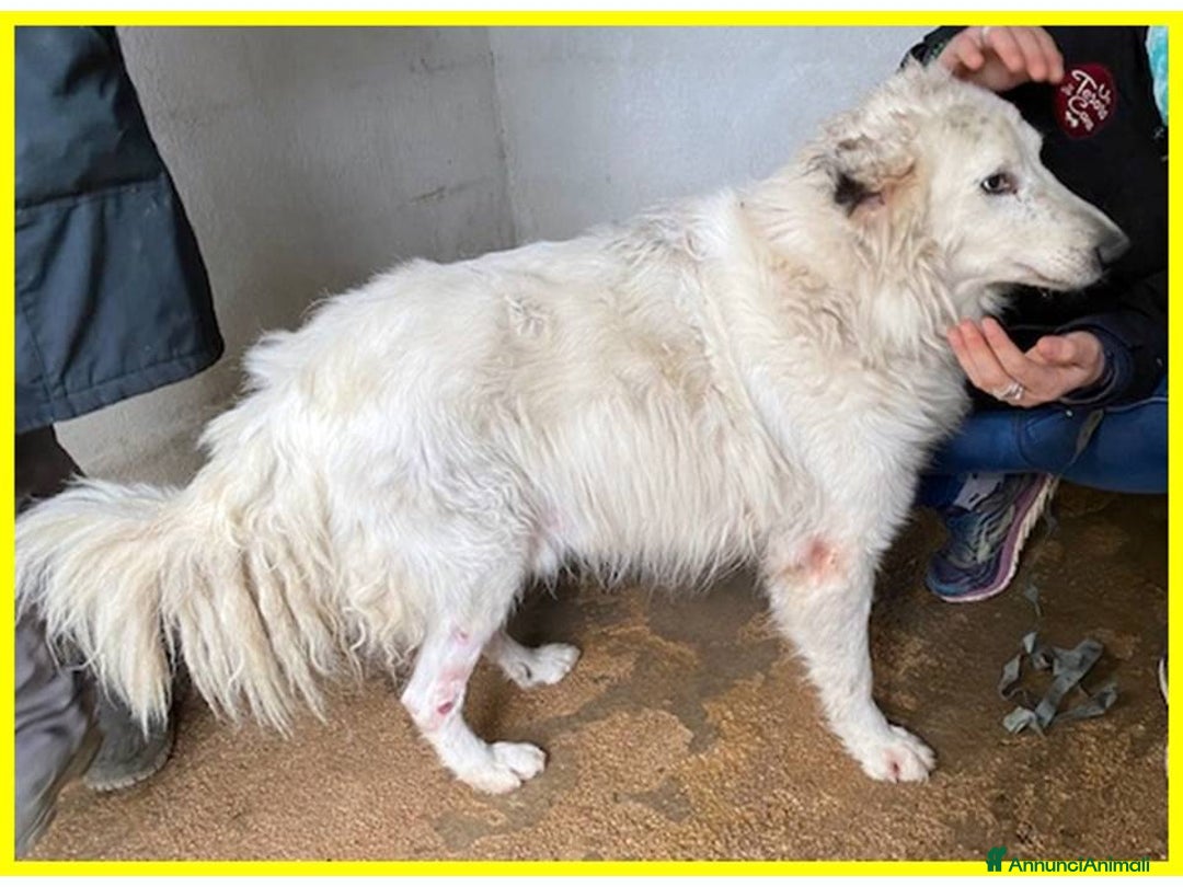 Meticcio cani in regalo: PANZER dolcissimo orsacchiottone - Annuncio 2