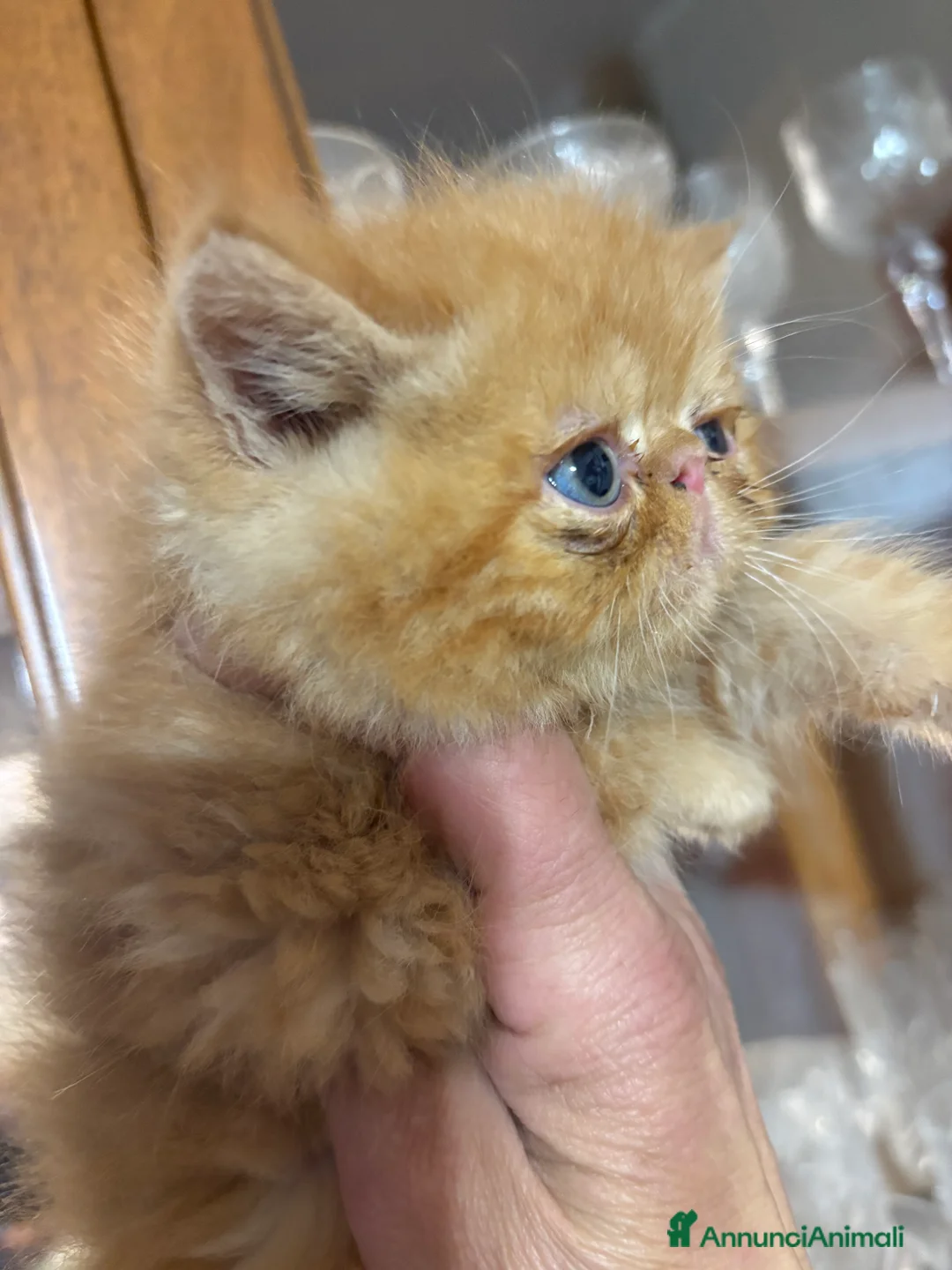 Persiano gatti in vendita: Cuccioli exotic shorthair purissimi - Annuncio 6