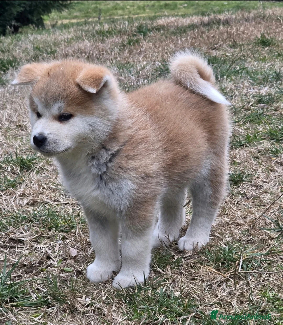 Akita Inu cani in vendita: Cuccioli Akita Inu  - Annuncio 6