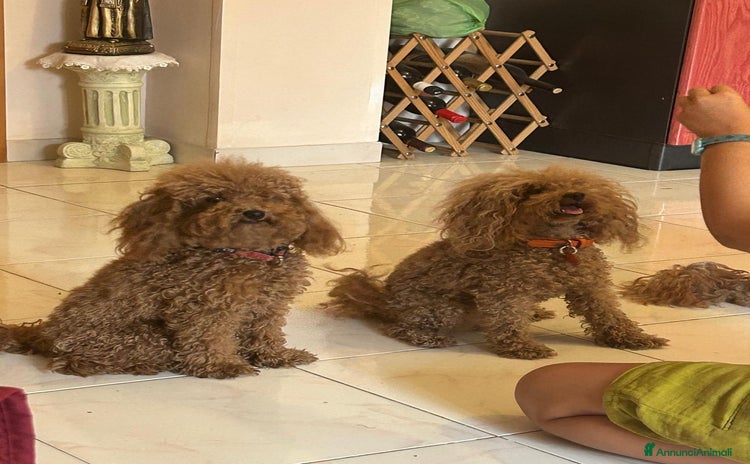 Barboncino Toy cani - Annuncio 13