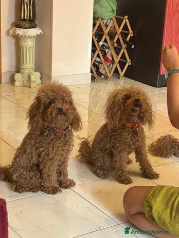 Barboncino Toy cani - Annuncio 2