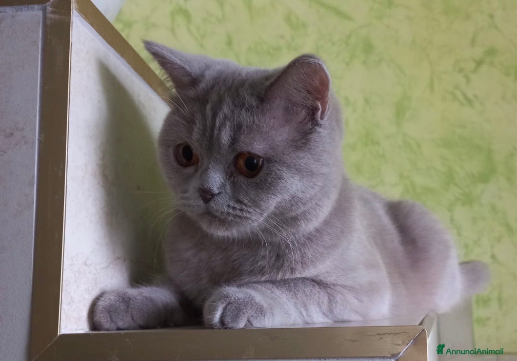 British gatti Scottish fold sthrait  - Annuncio 17