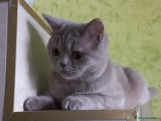 British gatti Scottish fold sthrait - Annuncio 17