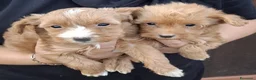 Barboncino Toy cani in vendita: Cuccioli Barboncino Toy - Annuncio 3