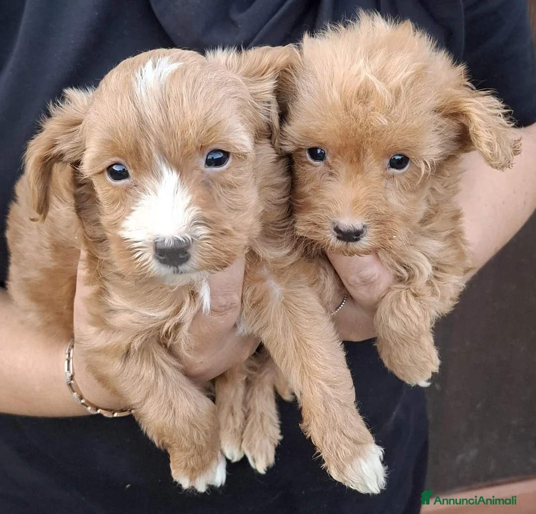 Barboncino Toy cani in vendita: Cuccioli Barboncino Toy - Annuncio 3