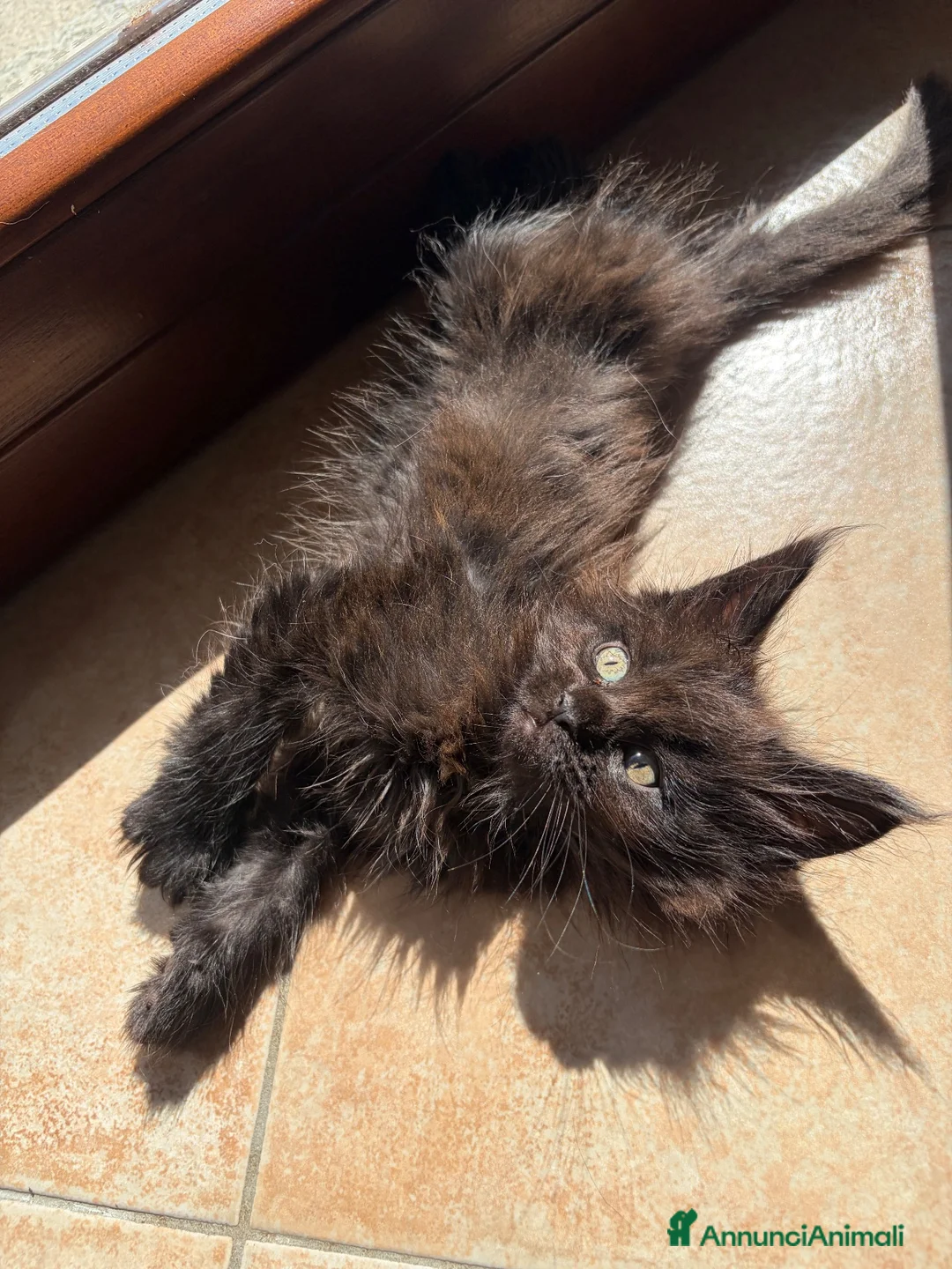 Maine Coon gatti in vendita: Maine coon con pedigree  a Provincia di Lecco - Annuncio 8