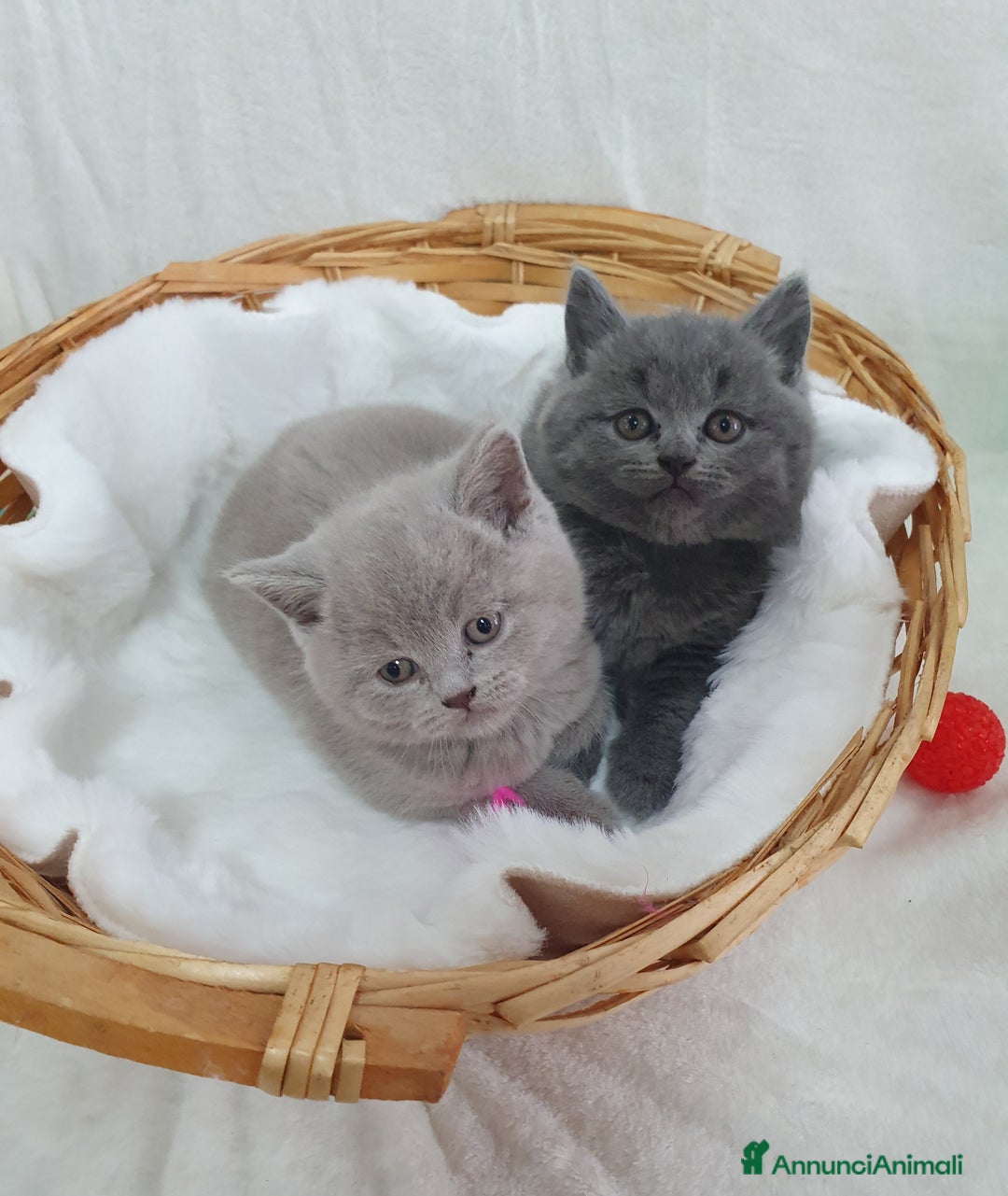 Scottish gatti in vendita: Scottish fold  - Annuncio 4