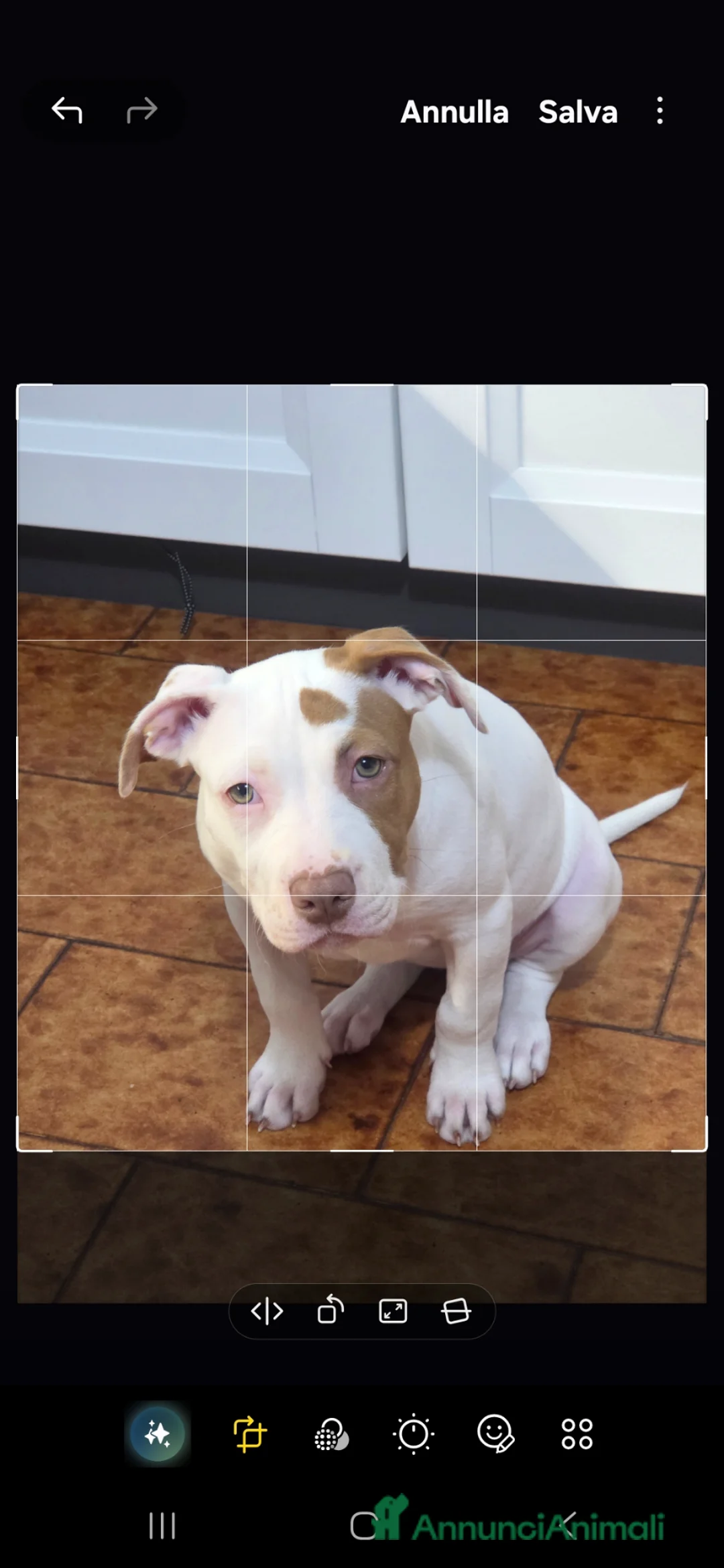 Pitbull cani in vendita: Pitbull Red nose - Annuncio 1