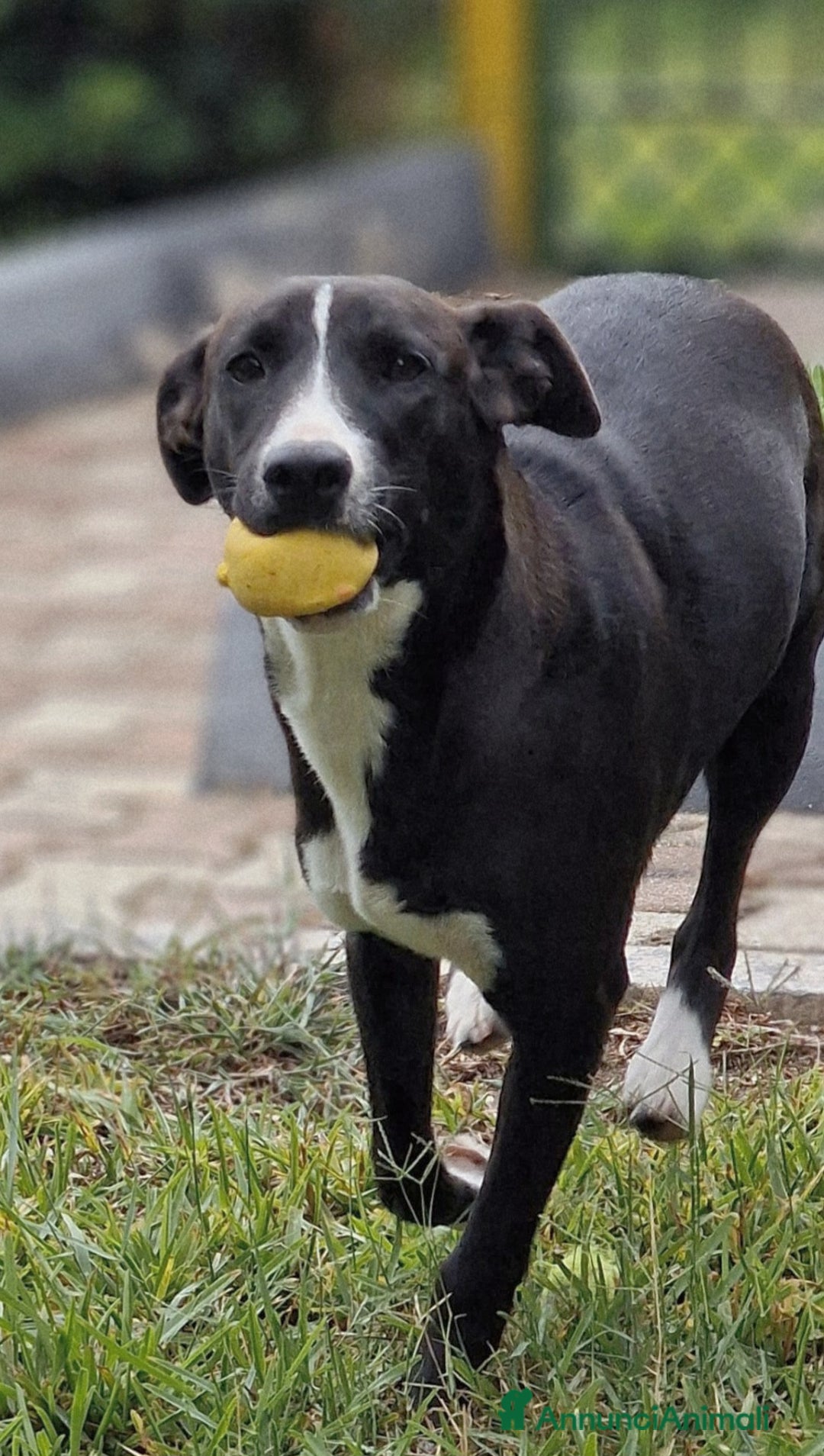 Meticcio cani in regalo: UNA MAMMA PER MAYA - Annuncio 4