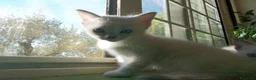 Ragdoll gatti in regalo: Regalo 2 gattine incrocio di Ragdoll - Annuncio 10