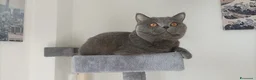 British gatti per accoppiamento: Accoppiamento British Shorthair a Città metropolitana di Milano - Annuncio 3