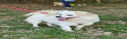 Meticcio cani in regalo: Cooki, un simil volpino giocherellone - Annuncio 4