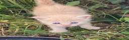 Altre razze gatti in regalo: Gatti - Annuncio 4