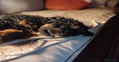 Barboncino cani - Annuncio 6