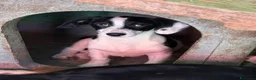 Meticcio cani in regalo: FLORIA e FANA, sorelline a macchioline! TG PICCOLA - Annuncio 6