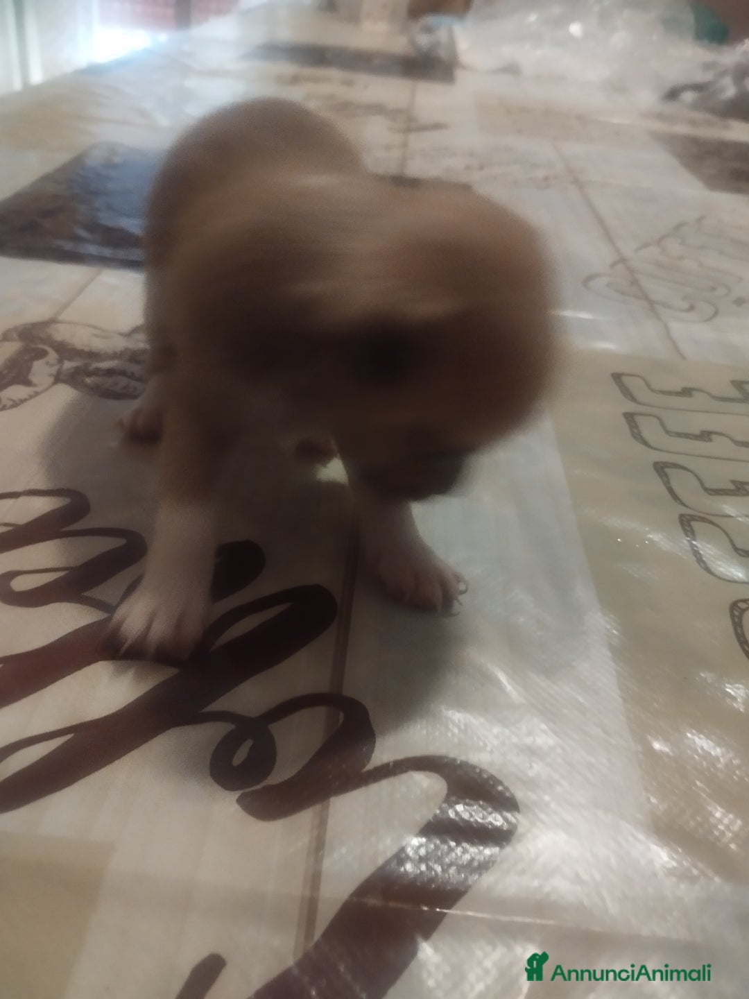 Chihuahua cani in vendita: Vendo cuccioli  a Città metropolitana di Catania - Immagine 5