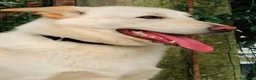 Meticcio cani in regalo: ROMEO  a Provincia di Parma - Annuncio 6