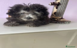 Barboncino cani in vendita: Barboncino toy grigio con pedigree enci a Provincia di Cuneo - Immagine 2