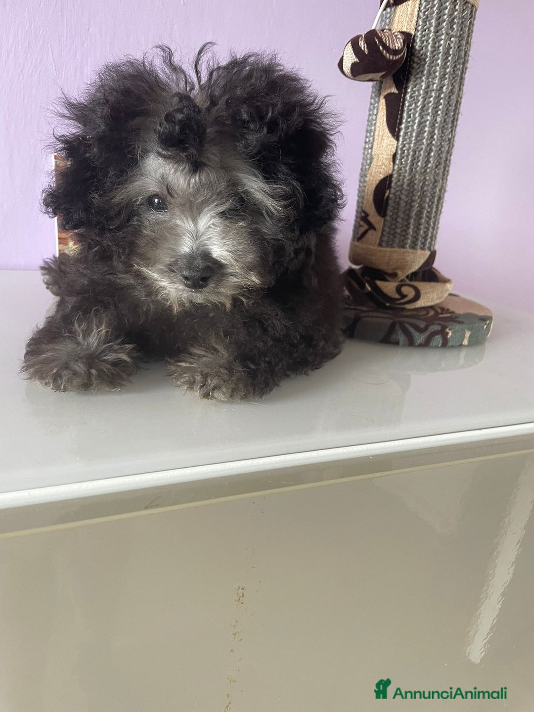 Barboncino cani in vendita: Barboncino toy grigio con pedigree enci a Provincia di Cuneo - Immagine 2