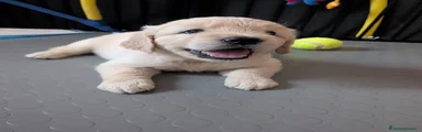 Golden Retriever 5