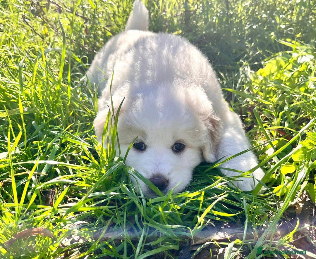 Meticcio cani in regalo: Adozione dolci cuccioli 2 mesi taglia grande - Annuncio 9