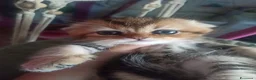 Scottish gatti in vendita: Scottish disponibili  a Provincia di Reggio Emilia - Annuncio 21