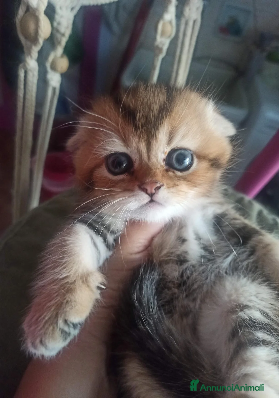 Scottish gatti in vendita: Scottish disponibili  a Provincia di Reggio Emilia - Annuncio 21